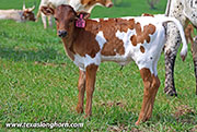 Stop Ho Calf 2026 - Stop Ho x Jam Box - 2026 Heifer - 26J_1126