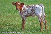 Humid Calf 2026 - Humid x Jam Box - 2026 Heifer - 26J_1131
