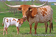 Line Dried Calf 2026 - Line Dried x Jam Box - 2026 Heifer - 26J_1132