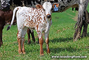Show It All Calf 2026 - Show It All x Jam Box - 2026 Bull - 26J_1133