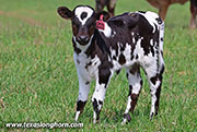 Sabanudo Calf 2026 - Sabanudo x Ice Pick - 2026 Heifer - 26J_1140