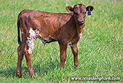 Shogun Calf 2026 - Shogun x Point Wish - 2026 Bull - 26J_1142