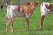 Drop Dancer Calf 2026 - Drop Dancer x Jam Box - 2026 Heifer - 26J_1148
