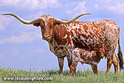 Hand Slap Calf 2026 - Hand Slap x Drag Iron - 2026 Heifer - 26J_1164