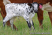 26J_1174.jpg - Vizio x Giver - 2026 Heifer