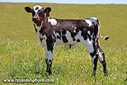 Sabanudo Calf 2026 - Sabanudo x Ice Pick - 2026 Heifer - 26J_1459