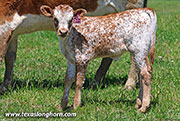 26J_1465.jpg - Point Char x Giver - 2026 Heifer