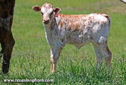 Flair Time Calf 2026 - Flair Time x Jam Box - 2026 Heifer - 26J_1466
