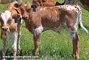 No Case Calf 2026 - No Case x Point Wish - 2026 Bull - 26J_1471