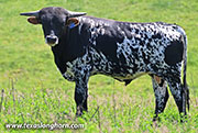 Queen Hand Calf 2025 - Queen Hand x Flair Galore - 2025 Bull - 26J_1551
