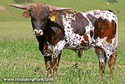 The Duke - The Duke - 26J_1586