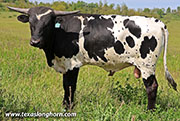 Box of Roses Calf 2025 - Box of Roses x Point Wish - 2025 Bull - 26J_1589