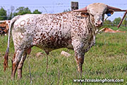 26J_1594.jpg - All Skedaddle x Ho How - 2025 Bull