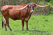 Drag Ahead - Rodeo Rex - 26J_1965