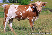 Sneaky Lady Calf 2025 - Sneaky Lady x Point Wish - Bull - 26J_3588
