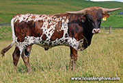 26J_3620.jpg - The Duke