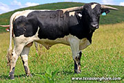 26J_3628.jpg - Sacred Saddle x No How - 2025 Bull