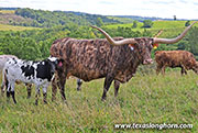 26J_3816.jpg - Lucky Tibb
