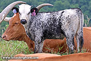 26J_3896.jpg - Rusty Struck x Showman - 2026 Heifer