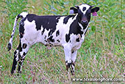 Sabanudo Calf 2026 - Sabanudo x Ice Pick - 2026 Heifer - 26J_3924