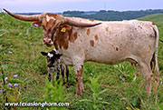 Radiant Cut - I-295955 - 26J_3994