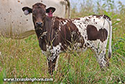 Drop & Roll Calf 2026 - Drop & Roll x Full Throttle - 2026 Heifer - 26J_4042