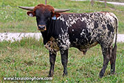 Jet Me Over Calf 2025 - Jet Me Over x Drop Box - 2025 Bull - 26J_4062