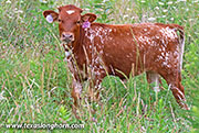 Lights Out Calf 2026 - Lights Out x MC Hangin Tuff - 2026 Heifer - 26J_4129