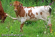 Royal Smile Calf 2026 - Royal Smile x Point Wish - 2026 Heifer - 26J_4218