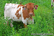 Royal Smile Calf 2026 - Royal Smile x Point Wish - 2026 Heifer - 26J_4228