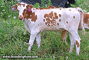 26J_4243.jpg - Drag Dance x Jam Box - 2026 Heifer