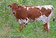 Fine Line Calf 2026 - Fine Line x Jam Box - 2026 Heifer - 26J_4255