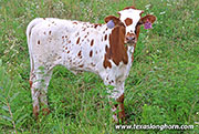 Clearly Over Calf 2026 - Clearly Over x Jam Box - 2026 Heifer - 26J_4271