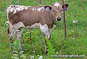 26J_4285.jpg - Silver Rock x Giver - 2026 Heifer