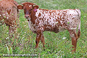 Humid Calf 2026 - Humid x Jam Box - 2026 Heifer - 26J_4298