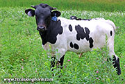 Tin Snip Calf 2026 - Tin Snip x Ice Pick - 2026 Bull - 26J_4375