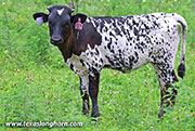 Speak Free Calf 2026 - Speak Free x Bond - 2026 Heifer - 26J_4376