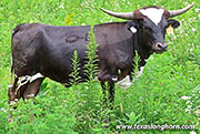 Merit - Merit - 26J_4377