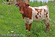 Thin Point Calf 2026 - Thin Point x Bond - 2026 Heifer - 26J_4383