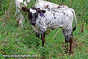 Radiant Cut Calf 2026 - Radiant Cut x Ambassador - 2026 Heifer - 26J_4425