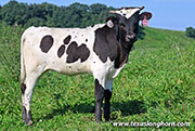 Roman Signal Calf 2026 - Roman Signal x Tin Cup - 2026 Heifer - 26J_4523