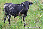 Dance On Point Calf 2026 - Dance On Point x Showman - 2026 Bull - 26J_4545