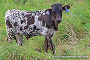 Staple Box Calf 2026 - Staple Box x Showman - 2026 Bull - 26J_4551