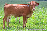 Tonic Box Calf 2026 - Tonic Box x Tin Cup - 2026 Heifer - 26J_4562