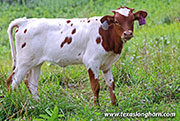 Jest Respect Calf 2026 - Jest Respect x Jam Box - 2026 Bull - 26J_4583