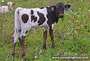 Spandrel Calf 2026 - Spandrel x Full Throttle - 2026 Bull - 26J_4633