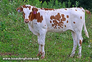 26J_4649.jpg - Drag Dance x Jam Box - 2026 Heifer