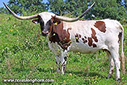 Steely - I-271771 - 26J_4702