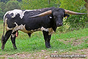 Ambassador - I-295559 - 26J_4759