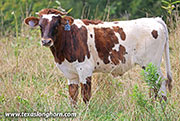 Royal Point Calf 2026 - Royal Point x Jam Box - 2026 Bull - 26J_4857